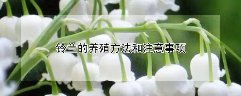 铃兰的养殖方法和注意事项 盆栽铃兰的养殖方法和注意事项