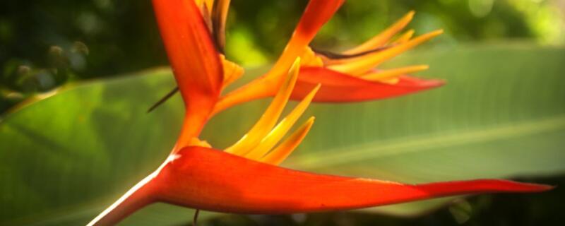 天堂鸟夏季黄叶了怎么办（天堂鸟叶子发黄怎么办）