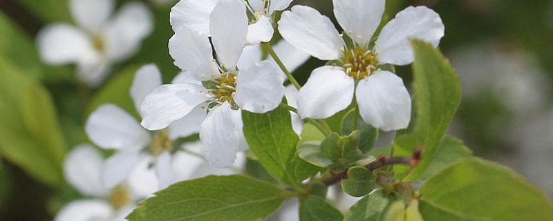 雪柳怎么养 盆栽雪柳怎么养