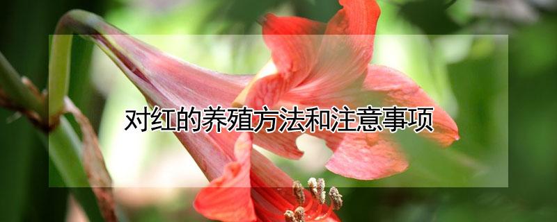 对红的养殖方法和注意事项（对红怎么养殖方法）