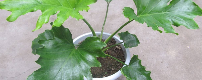 春羽适合浅盆还是深盆 春兰用深盆还是浅盆