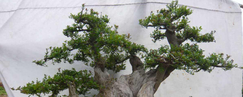 白蜡盆景夏天养护(白蜡盆景生长环境)