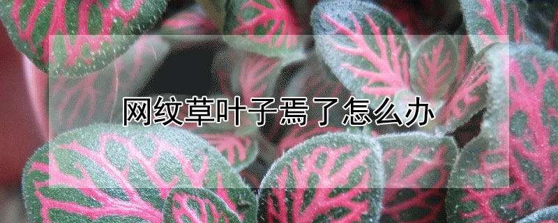 网纹草叶子焉了怎么办 网纹草叶子卷起来了要怎么改善