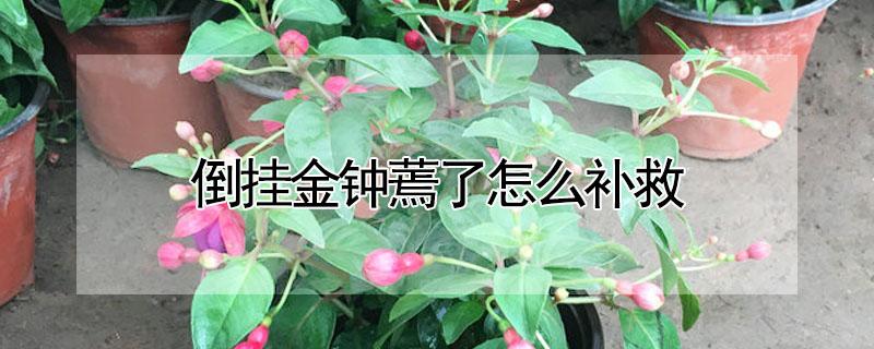 倒挂金钟蔫了怎么补救 倒挂金钟蔫了怎么办
