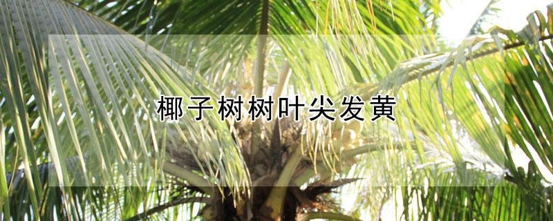 椰子树树叶尖发黄（椰子树叶发黄为什么）