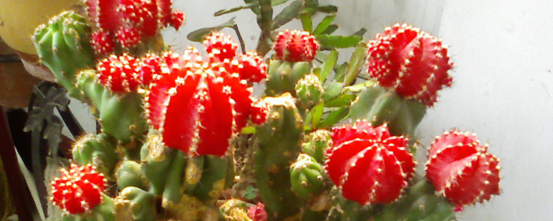 绯牡丹仙人球怎么养（刚到的牡丹锦仙人球怎么养）