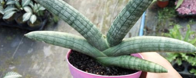 佛手虎皮兰怎样繁殖 佛手虎皮兰繁殖方法