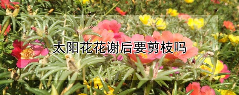 太阳花花谢后要剪枝吗（太阳花开完花后要不要剪）