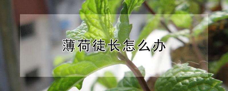 薄荷徒长怎么办 徒长的薄荷怎么修剪