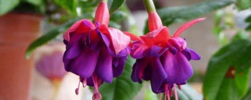 倒挂金钟可以扦插吗 倒挂金钟的扦插方法和注意事项