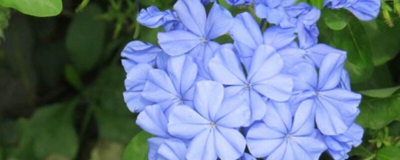 蓝雪花小苗怎么养 刚收到的蓝雪花花苗应该怎么种