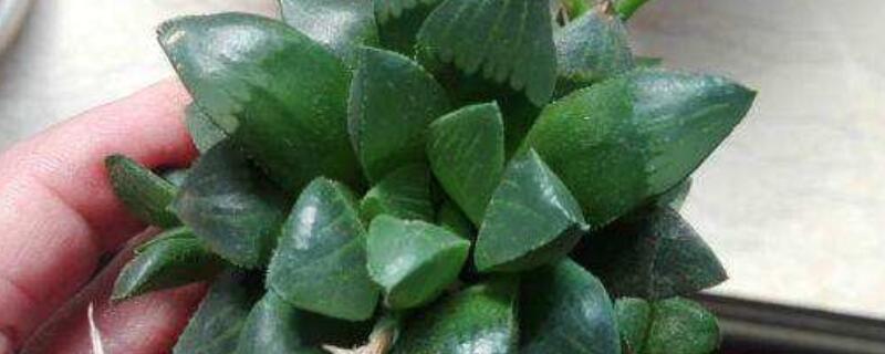 玉露怎么能养出锦 玉露锦怎么长出来的