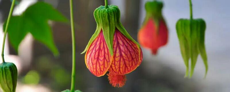 悬铃花不开花的原因 悬铃花开花时间