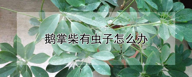 鹅掌柴有虫子怎么办（鹅掌柴长虫子）