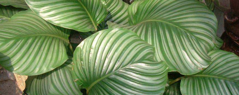 苹果竹芋不长新叶子（苹果竹芋叶子长不大）