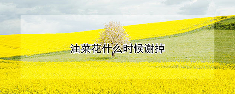 油菜花什么时候谢掉（油菜花什么季节谢掉）