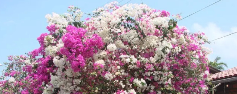 三角梅长刺的原因（三角梅会长刺吗）