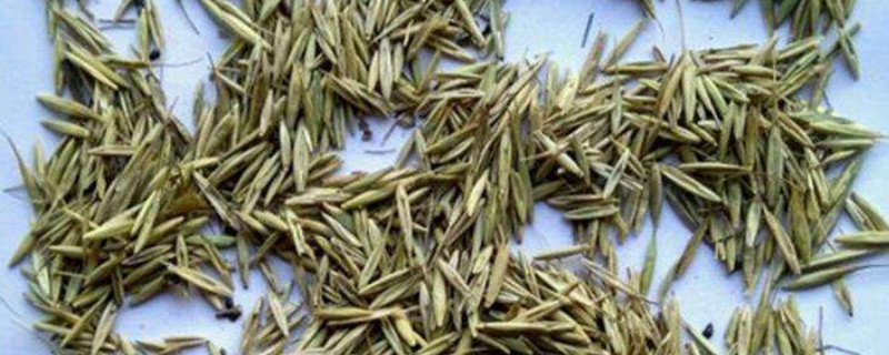 草籽的种植方法（马尼拉草籽的种植方法）