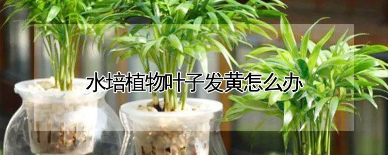 水培植物叶子发黄怎么办 水培花叶子发黄怎么办