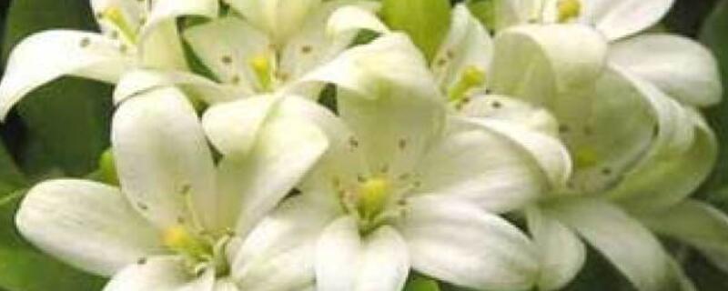 芸香花怎么养 芸香如何养