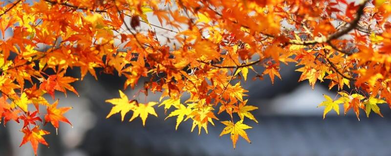 黄金枫盆栽养殖方法 黄金枫的种植方法