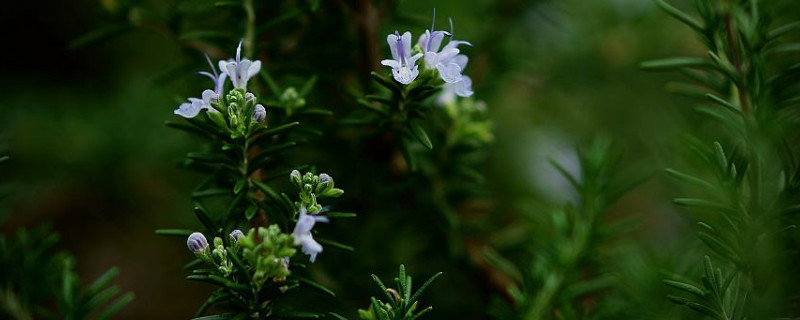 迷迭香长虫子怎么办 迷迭香容易长虫子吗