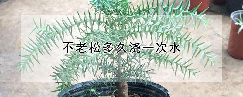 不老松多久浇一次水（松树几天浇一次水）