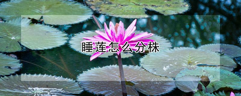 睡莲怎么分株（睡莲分株繁殖）