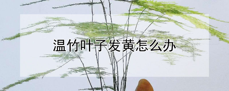 温竹叶子发黄怎么办（温竹的叶子发黄是什么原因,文竹的叶子i黄是什么原因）