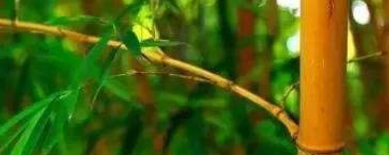 多彩竹怎么养（红树林多彩竹怎么养）