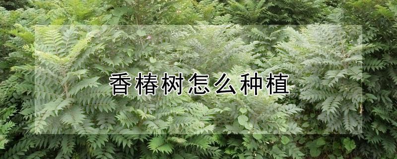 香椿树怎么种植（花盆香椿树怎么种植）