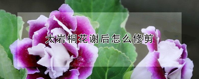 大岩桐花谢后怎么修剪（大岩桐花开败后需要剪掉吗）