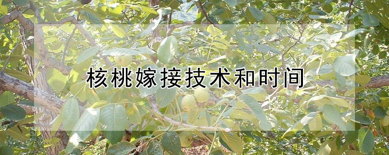 核桃嫁接技术和时间 核桃嫁接技术和时间视频教程
