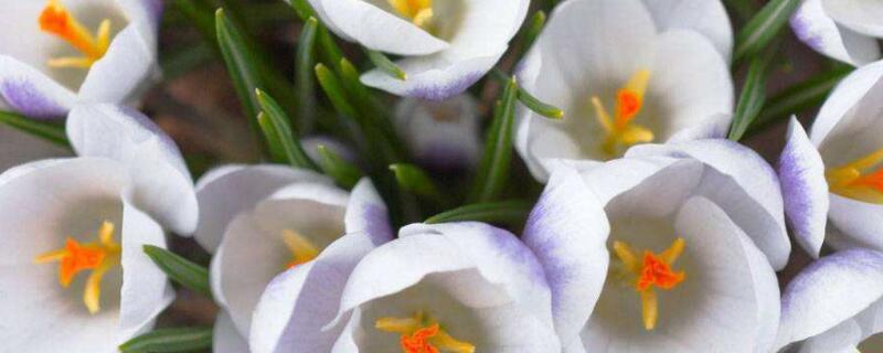 风铃花小苗怎么盆栽（风铃花苗长什么样）