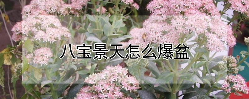 八宝景天怎么爆盆（盆栽八宝景天）