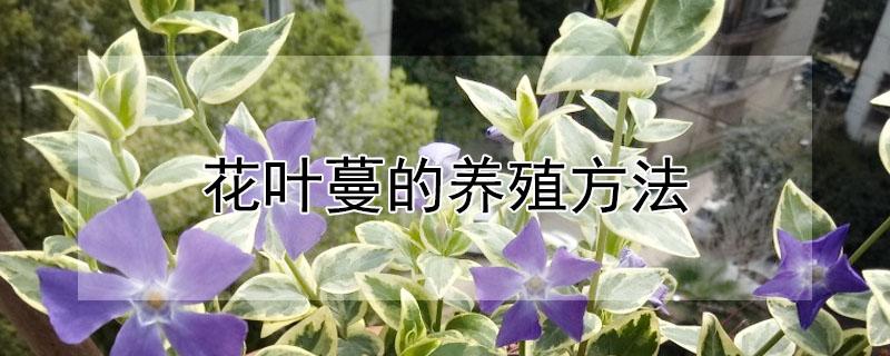 花叶蔓的养殖方法（花叶蔓移栽需要注意事项）