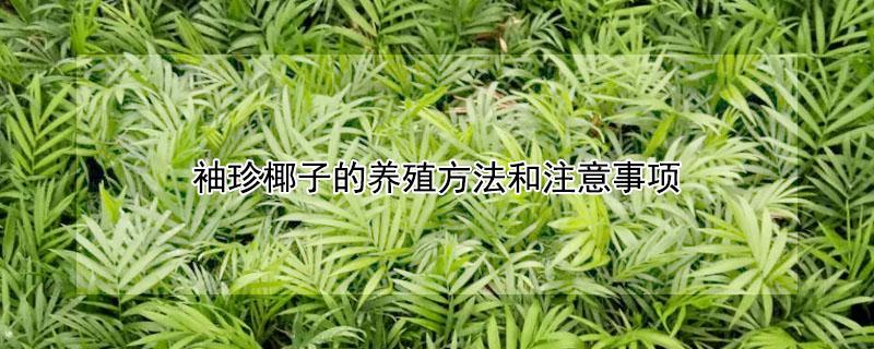 袖珍椰子的养殖方法和注意事项（盆栽袖珍椰子的养殖方法和注意事项）