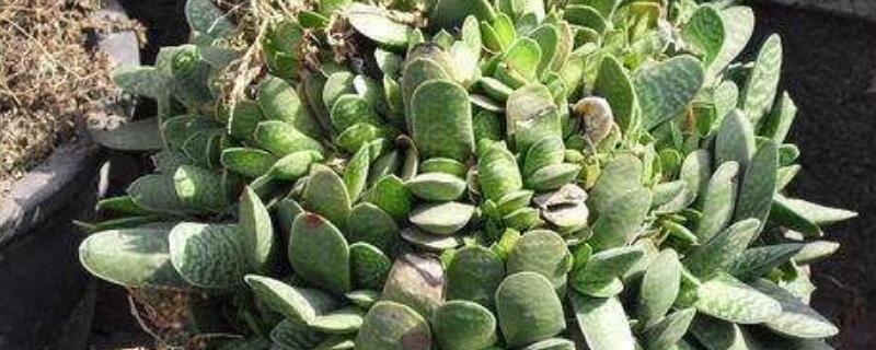 多肉子宝怎么爆盆（多肉子宝开花吗）