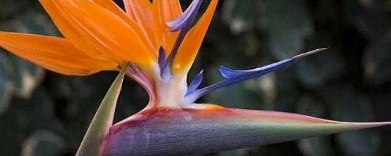 鹤望兰如何长侧芽 鹤望兰花芽从哪里长出