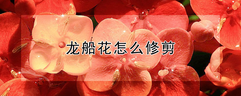 龙船花怎么修剪（龙船花怎么修剪视频）