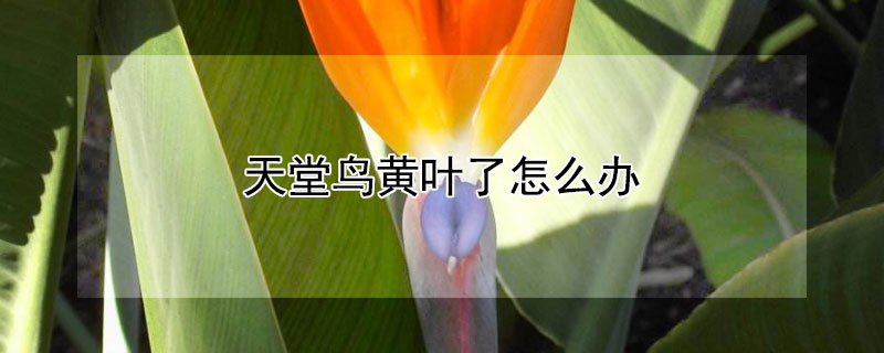 天堂鸟黄叶了怎么办(天堂鸟出现黄叶怎么办)