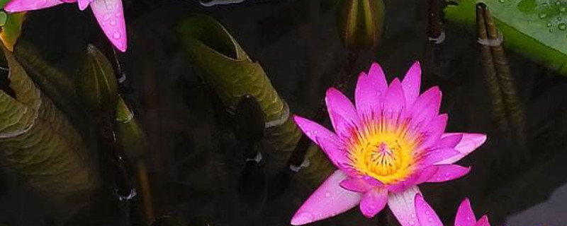 睡莲几天换水一次（养睡莲多久换一次水）