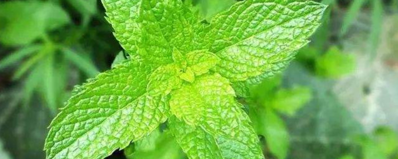 薄荷种子种植方法 薄荷种子种植方法和注意事项
