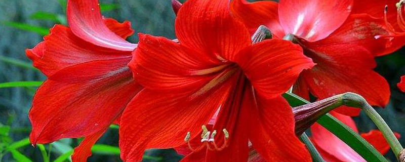 朱顶红怎么水培生根（刚栽的朱顶红浇水吗）