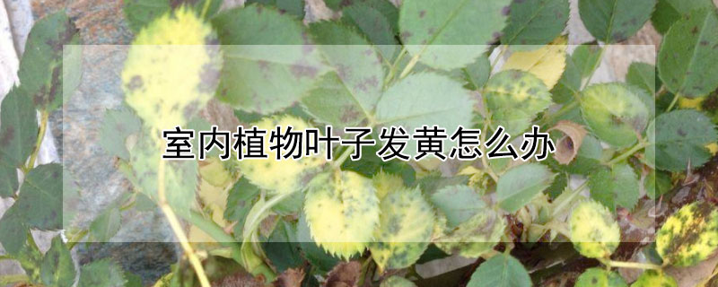 室内植物叶子发黄怎么办 室内花卉的叶子发黄怎么办