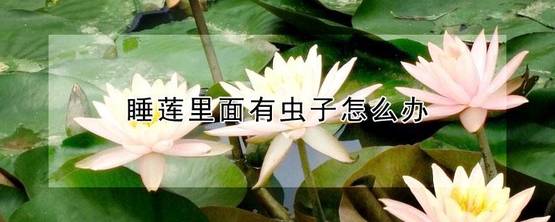 睡莲里面有虫子怎么办（睡莲上面一般都是什么虫子）