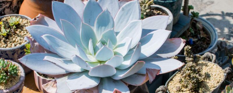 广寒宫如何度夏（广寒宫怎么过冬）