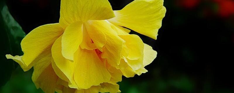 扶桑花怎么上盆 扶桑花怎么移植上盆