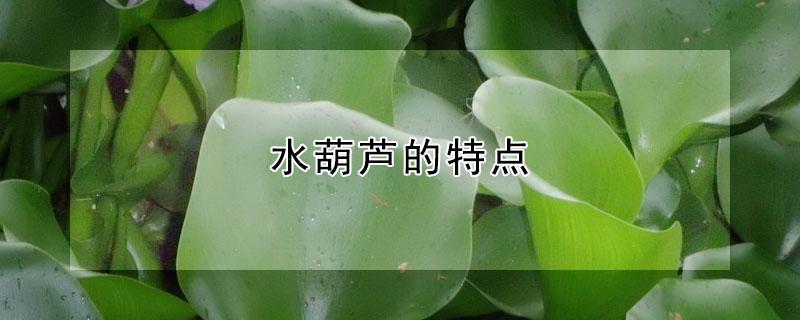 水葫芦的特点 水葫芦的特点和水中分布深度
