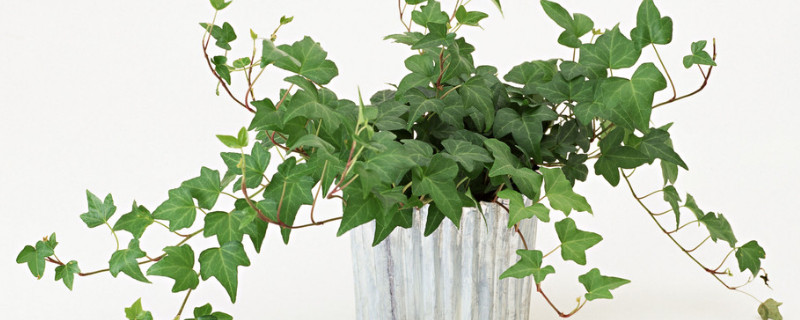 洗米水可以浇植物吗（洗米水浇植物好不好）